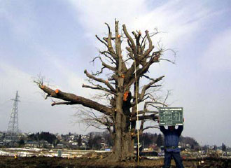 剪定作業